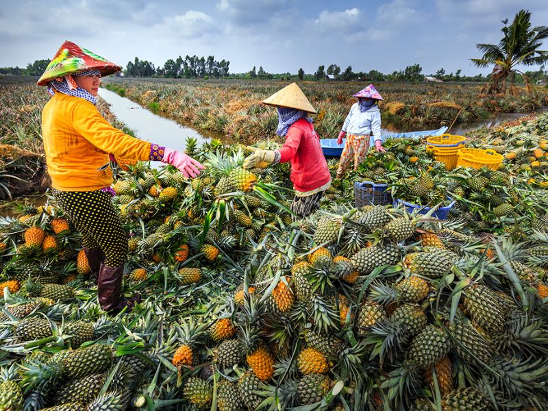Khom Cau Duc